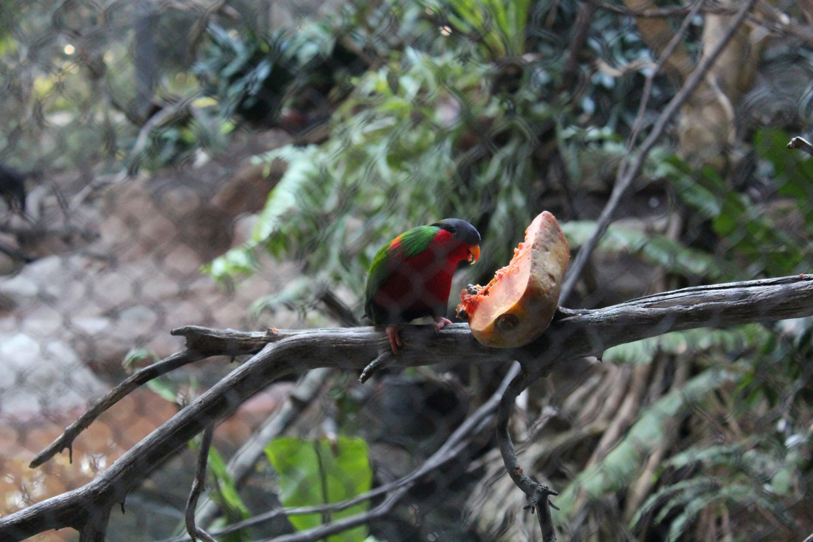 San Diego Zoo Part II 126